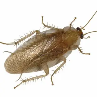 Cucaracha como agente trnasmisor de enfermedades.