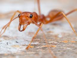 Hormigas invasoras
