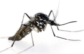 Mosquitos transmisores de enfermedades por picaduras.