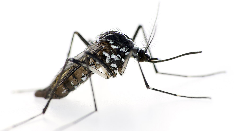 Mosquitos transmisores de enfermedades por picaduras.