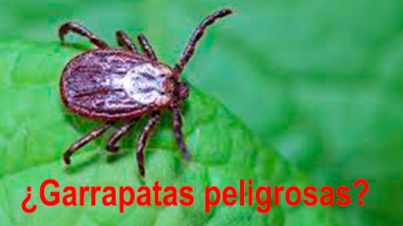 GARRAPATAS PELIGROSAS